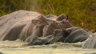 Big Beasts S01E05 1080p HEVC x265-MeGusta EZTV
