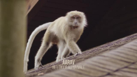 Macaque Island S01E01 XviD-AFG EZTV