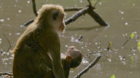 Mother Nature S01E02 XviD-AFG EZTV