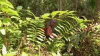 Swamp People Serpent Invasion S02E02 XviD-AFG EZTV Swamp People Serpent Invasion S02E02 XviD-AFG EZTV