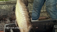 Swamp People S14E01 1080p HEVC x265-MeGusta EZTV
