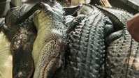 Swamp People S14E14 720p HEVC x265-MeGusta EZTV