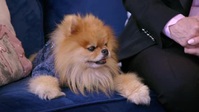 Vanderpump Dogs S01E06 XviD-AFG EZTV