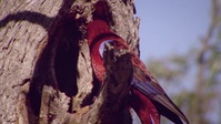 Australia Remastered Forces Of Nature S06E03 XviD-AFG EZTV