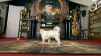 Taskmaster S12E06 1080p HEVC x265-MeGusta EZTV