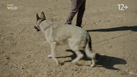 Cesar Millan Better Human Better Dog S03E07 XviD-AFG EZTV Cesar Millan Better Human Better Dog S03E07 XviD-AFG EZTV