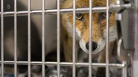 Foxes Their Secret World S01E02 XviD-AFG EZTV