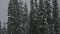 Alone S09E10 720p WEB h264-KOGi EZTV