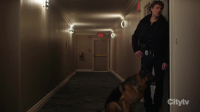 Hudson and Rex S06E13 XviD-AFG EZTV Hudson and Rex S06E13 XviD-AFG EZTV