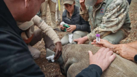 Hard Truths of Conservation S02E01 XviD-AFG EZTV Hard Truths of Conservation S02E01 XviD-AFG EZTV