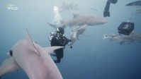 When Sharks Attack S08E03 1080p HEVC x265-MeGusta EZTV