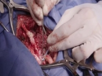 Animal ER S01E01 POed Python 480p x264-mSD [eztv]
