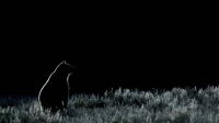 Yellowstone One Fifty S01E04 XviD-AFG EZTV Yellowstone One Fifty S01E04 XviD-AFG EZTV