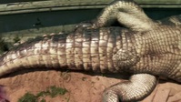 Swamp People S14E02 1080p HEVC x265-MeGusta EZTV Swamp People S14E02 1080p HEVC x265-MeGusta EZTV