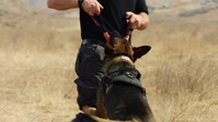 Americas Top Dog S02E01 XviD-AFG EZTV Americas Top Dog S02E01 XviD-AFG EZTV