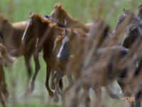 Wild Child S04E16 480p x264-mSD EZTV Wild Child S04E16 480p x264-mSD EZTV