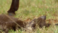 Wild Child S02E25 720p WEB h264-DiRT EZTV