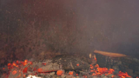 Chasing Flavor S01E04 XviD-AFG EZTV