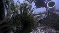 NOVA S49E15 Ocean Invaders 720p HEVC x265-MeGusta EZTV
