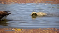 Wild Child S03E03 XviD-AFG EZTV Wild Child S03E03 XviD-AFG EZTV