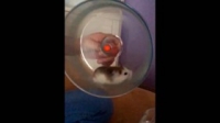 Howie Mandels Animals Doing Things S02E09 WEB x264-TBS [eztv]