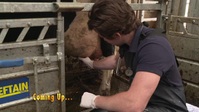 The Yorkshire Vet S15E03 XviD-AFG EZTV The Yorkshire Vet S15E03 XviD-AFG EZTV
