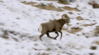 Absurd Planet S01E09 720p WEB x264-ASCENDANCE [eztv]
