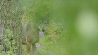 Europes New Wild S01E02 XviD-AFG EZTV