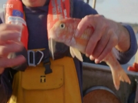 Rick Steins Cornwall S01E11 480p x264-mSD EZTV