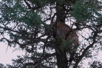 Mountain Men S08E01 WEB h264-TBS [eztv]
