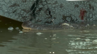 Swamp People S15E08 XviD-AFG EZTV