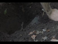 Domina S02E06 480p x264-mSD EZTV Domina S02E06 480p x264-mSD EZTV