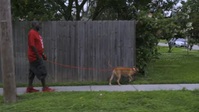 Pit Bulls and Parolees S19E07 XviD-AFG EZTV