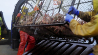 Deadliest Catch S20E01 1080p HEVC x265-MeGusta EZTV Deadliest Catch S20E01 1080p HEVC x265-MeGusta EZTV
