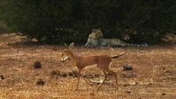 The Wild Sides S01E01 XviD-AFG EZTV