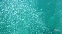 Deadly Waters with Captain Lee S01E06 XviD-AFG EZTV Deadly Waters with Captain Lee S01E06 XviD-AFG EZTV
