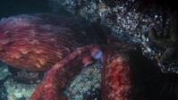 Big Beasts S01E01 1080p WEB H264-BIGDOC EZTV Big Beasts S01E01 1080p WEB H264-BIGDOC EZTV