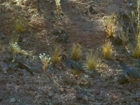 Naked and Afraid S12E11 480p x264-mSD EZTV