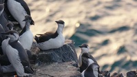 Winterwatch S11E08 XviD-AFG EZTV Winterwatch S11E08 XviD-AFG EZTV