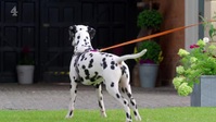 The Dog Academy S01E02 XviD-AFG EZTV The Dog Academy S01E02 XviD-AFG EZTV