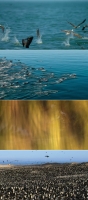 Our Planet S01 480p x264-ZMNT