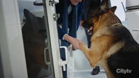 Hudson and Rex S04E03 XviD-AFG EZTV Hudson and Rex S04E03 XviD-AFG EZTV