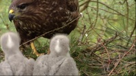 Springwatch S17E01 1080p HEVC x265-MeGusta EZTV Springwatch S17E01 1080p HEVC x265-MeGusta EZTV