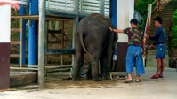 Elephant Hospital S02E03 1080p WEB H264-CBFM EZTV