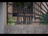 Worlds Most Wanted S01E05 480p x264-mSD EZTV Worlds Most Wanted S01E05 480p x264-mSD EZTV