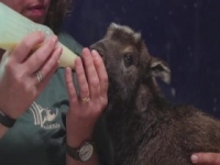 Secrets of the Zoo S03E02 Grumpy Cat 480p x264-mSD [eztv]