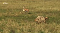 Equators Wild Secrets S01E03 XviD-AFG EZTV Equators Wild Secrets S01E03 XviD-AFG EZTV