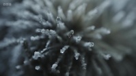Frozen Planet II S01E05 720p WEBRip x264-CBFM EZTV Frozen Planet II S01E05 720p WEBRip x264-CBFM EZTV