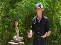 Survivor S45E09 480p x264-mSD EZTV