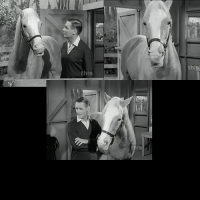 Mister Ed (1958–1966) All Seasons [samson599]